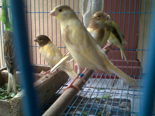 Pengin sukses diternak Kenari