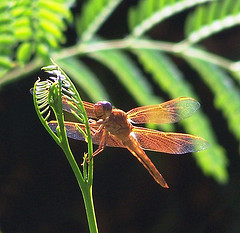 LoveDoveys's profile picture. If you and your love aren't feeling so lovey dovey, there's nothing like a cruise to bring the lovey dovey feelings back into your life