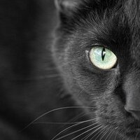 CATEYES (@cateyechanel) 's Twitter Profile