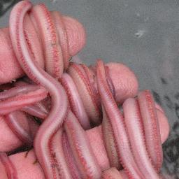 BloodWorm Depot delivers Bloodworms right to your door. Stop hunting for bait, spend your time fishing with it. Go to http://t.co/vasnkJqn15