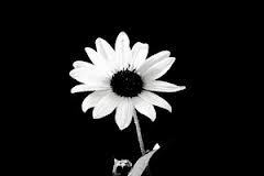 AadithyaanV's profile picture. 