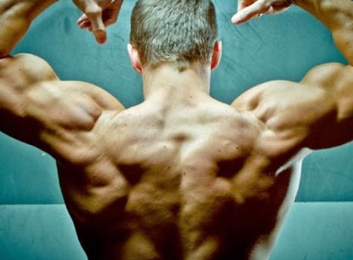 MuscleFather's profile picture. I'm a father of 7.  Their names are Bi's, Tri's, Shoulders, Chest, Back, Abs, and Legs.