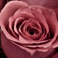 Wan C K Graham (@zephyr_29) 's Twitter Profile
