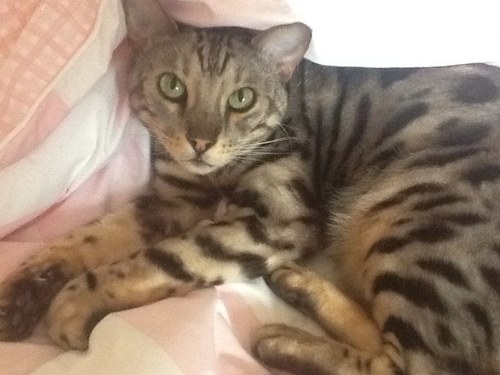 I'm a beautiful Bengal with a Dreamies addiction. my real name is Prince Akihiko but you can call me Bertie.
