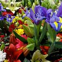 vanessa flower - @vanessaflower3 - Twitter