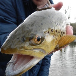 A couple trout bums bringing you outdoors (mainly fly fishing) videos, pictures, blogs, etc.