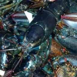 Florida Fresh and Frozen Seafood Distributor for Georgia, Florida and Alabama. And fish from everywhere else too.