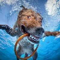 Dane Hamilton (@danehamilton) 's Twitter Profile