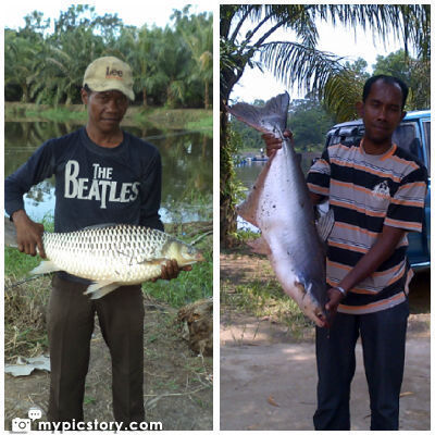 kolamwakyan's profile picture. Jl. Ness (arah bulian) - Jambi Luar Kota CP: 08973648950/ 2680BA33 Ikan: (Liar) Toman, Tapa, Baung, Kelemak, dll.  (Budidaya) Nila-Gurami-Lele-Patin-Bawal