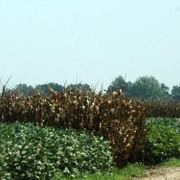 Assistant Professor of Soil Fertility