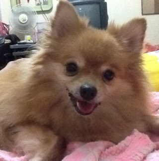 nana_chen's profile picture. Wanna know me? Just email me at chenhuifang84@yahoo.com
Live Like There Is No More Tomorrow...
My most fav idol group: SJ
My most fav actor: Park Yoo Chun