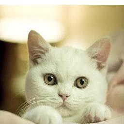 OMGGATOS's profile picture. http://t.co/e5Z3qqlFCn