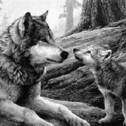 ANAKINA5555's profile picture. estoy  contra el maltrato animal me gusta la gte q respeta y cuida a los animales tengo  20 rescatados nunca compraria uno y Los ayudare hasta mi ultimo suspiro