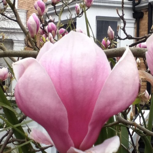 @Magnolia Flowers. It is only when you stop & look you see how beautiful they are. I know you appreciate. When you like retweet.