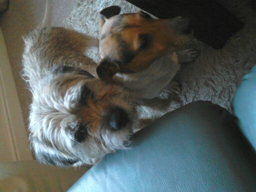 sunnybrowTed's profile picture. elllo I iz a Border Terrier n iz livez wiv my hoomins n bro Bud - He iz a Jack Russell. Wez getz up to allz kindza fings!