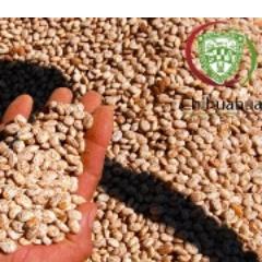 La secretaría de Desarrollo Rural atiende al campo chihuahuense, con el fin de hacer sustentables y competitivas las actividades agrícolas y forestales.