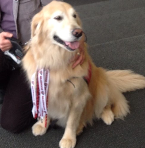 Therapy dog at The Ohio State University Wellness Center. I work for hugs!