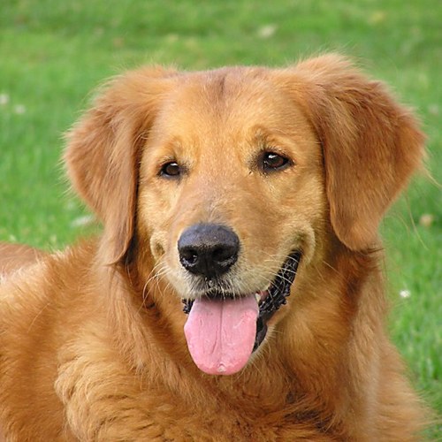 WOOF! (Follow me and I can be your twitter pet!)