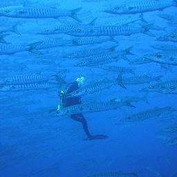 deepdiver1's profile picture. TECHNICAL DIVING FANATIC, Trimix, deep down you know you want it !