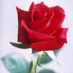 JeanneEHead's profile picture. 