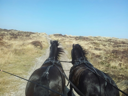 sanne_kramer's profile picture. 