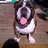 Albert_Bulldog's profile image