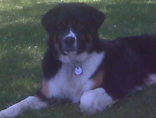 gimelischubby's profile picture. 