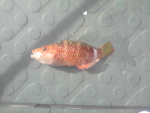 lenhaun's profile picture. 特になし。