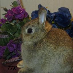 Dedicated to producing outstanding rabbits based on the SOP for the show table since 2010. Check out our website for more info!