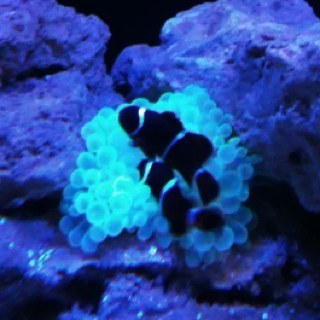 Where technology and design meet the living reef.