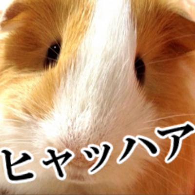 しょうｵﾗｵﾗo(*`･ω･)o≡o≡o