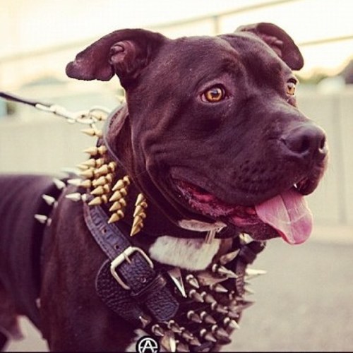 My main dog is @RonnieRadke I eat hater's faces. I mosh at petco. It may just be a collar to you but to me it's fashion. I only drink Fiji water, learn it✌