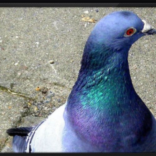 Pigeon-House Enterprises was founded in 2012 as a youtube channel, and branched off since then into a clothing company and gaming site with more to come!