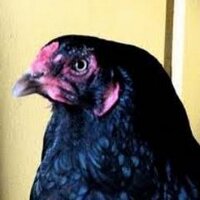 C. Chicken Lady(@CrazyChicknLady) 's Twitter Profile Photo