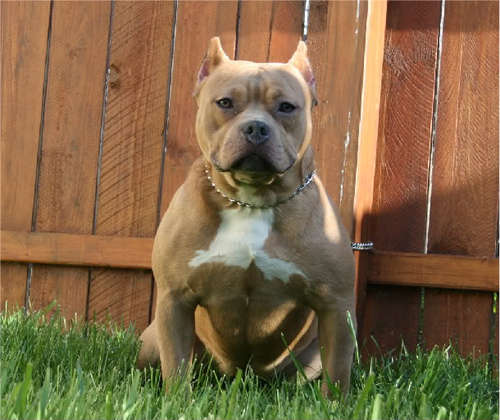 MidwestBully's profile picture. 