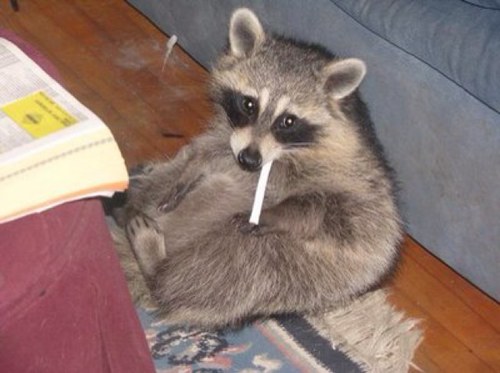 I look like a cat, but i have this long beaky nose thing, and i like to eat Ricky's weed. I also spend time with my friends Cheryl the crow and Steve French.