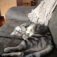 Leslie Lamberson (@leslamberson) Twitter profile photo