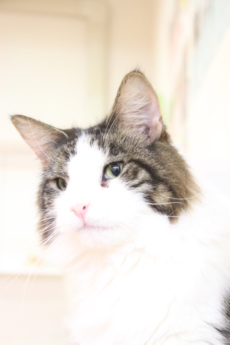 猫カフェ Ronron Catcaferonron Twitter 猫カフェ Ronron Catcaferonron Twitter