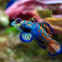 Supplier Tropical fish & marine fish.

jakarta - Indonesia    sofyan_wahid@yahoo.co.id