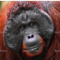 alfarook_1's profile picture. مش عارف ... لو انت عارف عرفنى لو سمحت