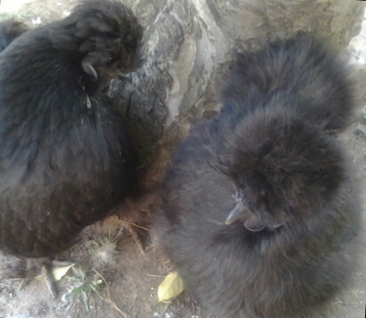 FluffyJemLove's profile picture. Hey Peeps :)