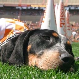 VOL_Compliments's profile picture. Compliment your favorite Volunteer. Bringing positivity to the University of Tennessee.