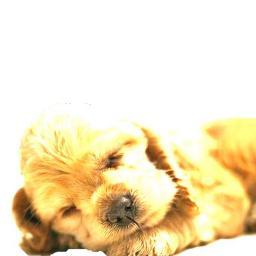 Tienda online para tu mascota. Vísitanos y descubre todos nuestros productos.
http://t.co/F5caxBWrwm