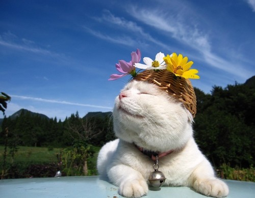 foxeer0515's profile picture. 