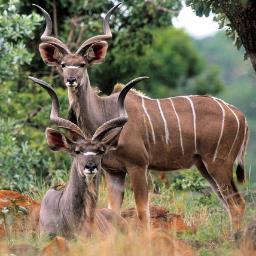 KuduHunting's profile picture. kuduhuntingsafaris