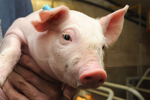 Varkenshouderij, 600 zeugen met oog op duurzaamheid, diergezondheid, dierwelzijn en milieu. Wij bieden transparantie door een zichtstal die iedere dag open is!