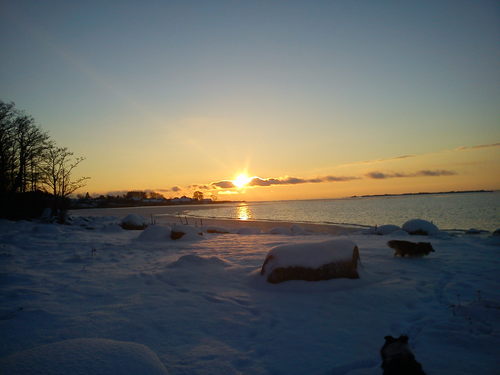 ulvsfalt's profile picture. Kvinna intresserad av djur, natur och grön politik.