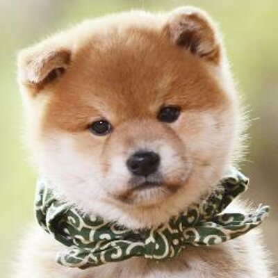 11代目豆助 (@mamesuke11th) / Posts / X