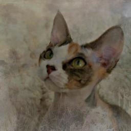 Crazy Cat Lady over here!! 
Devon Rex & Sphynx in focus i just love them 3