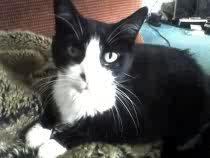 DrunkCalledOtis's profile picture. Meow